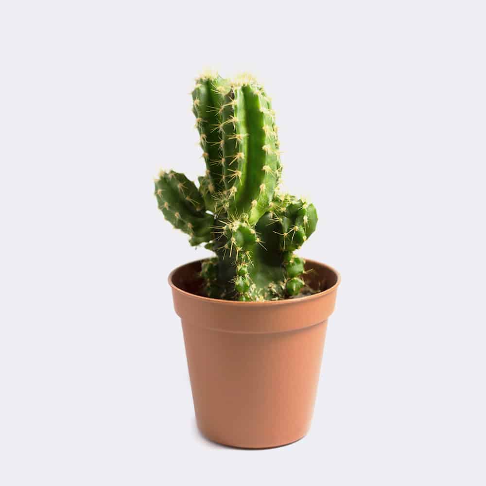 cactus1-free-img cactus1 free img
